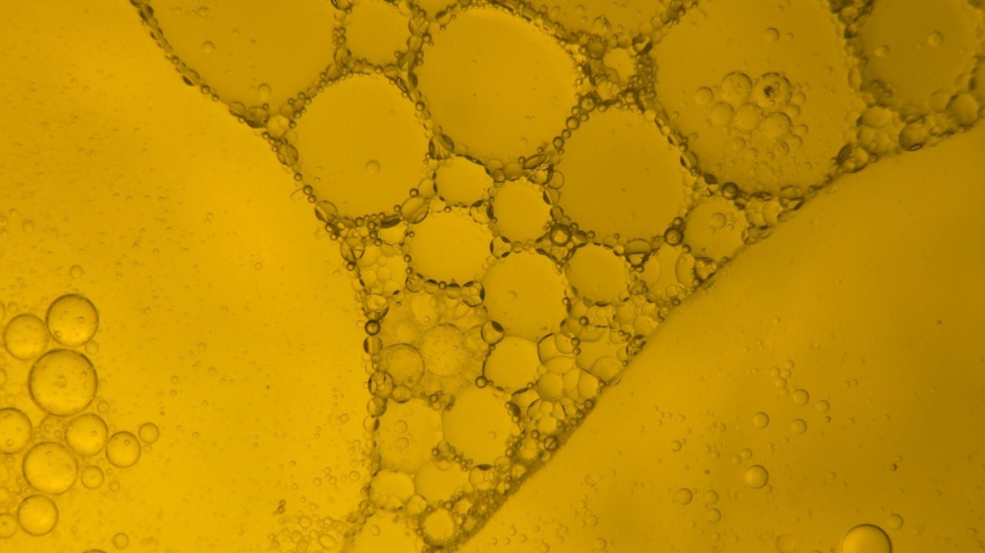 THE DIGESTIVE SYSTEM PART 2 - HUM2N: Longevity Shop