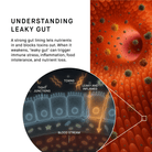 Gut Barrier Panel + Interpretation with HUM2N Health Expert - HUM2N: Longevity Shop